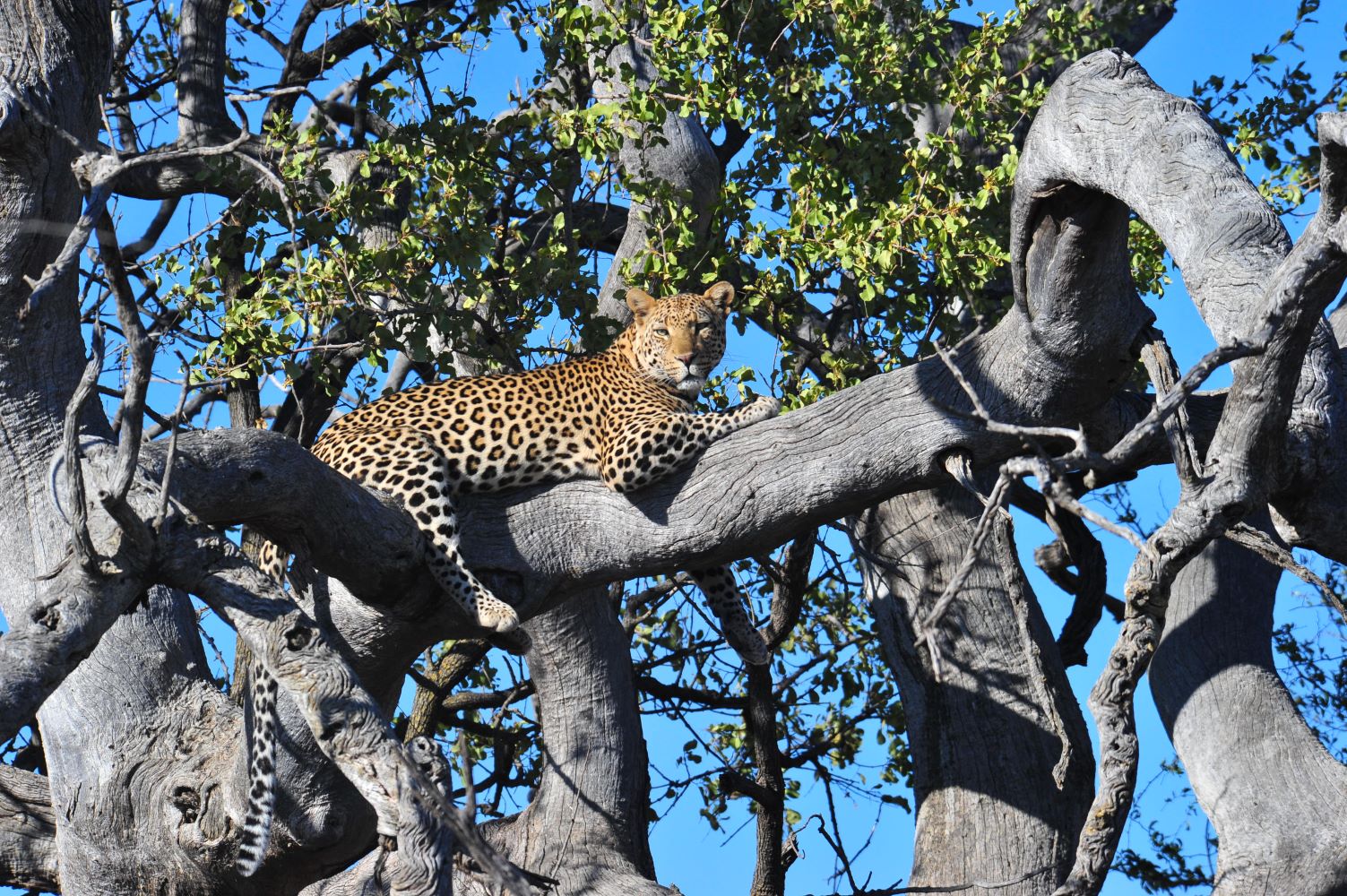 Mosetlha Bush Camp - Madikwe's only authentic bush camp and eco lodge