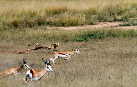 Photographing a Cheetah Kill in the Kgalagadi Transfrontier Park