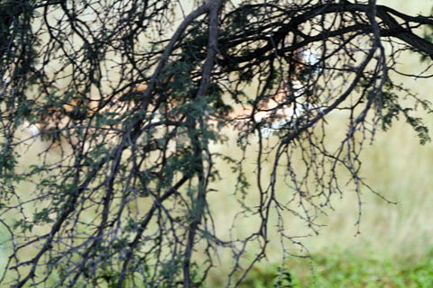 Photographing a Cheetah Kill in the Kgalagadi Transfrontier Park