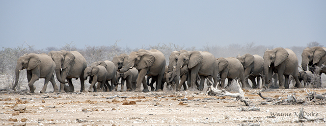 Photographers Guide ebooks - Etosha, Pilanesberg, Kgalagadi, Kruger