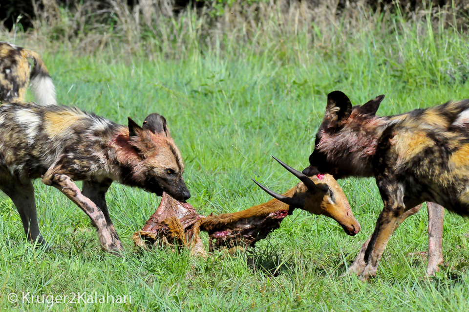 what eat african wild dogs