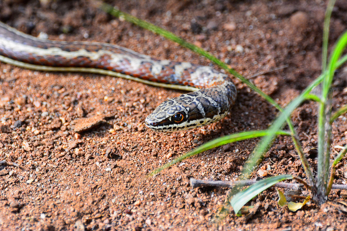 Yellowstone National Park Snakes