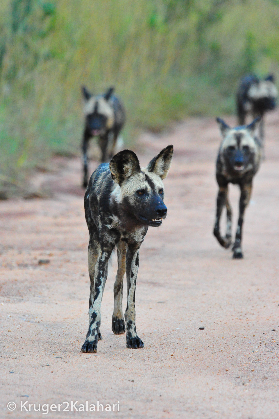 outdoors should i run if i see wild dogs