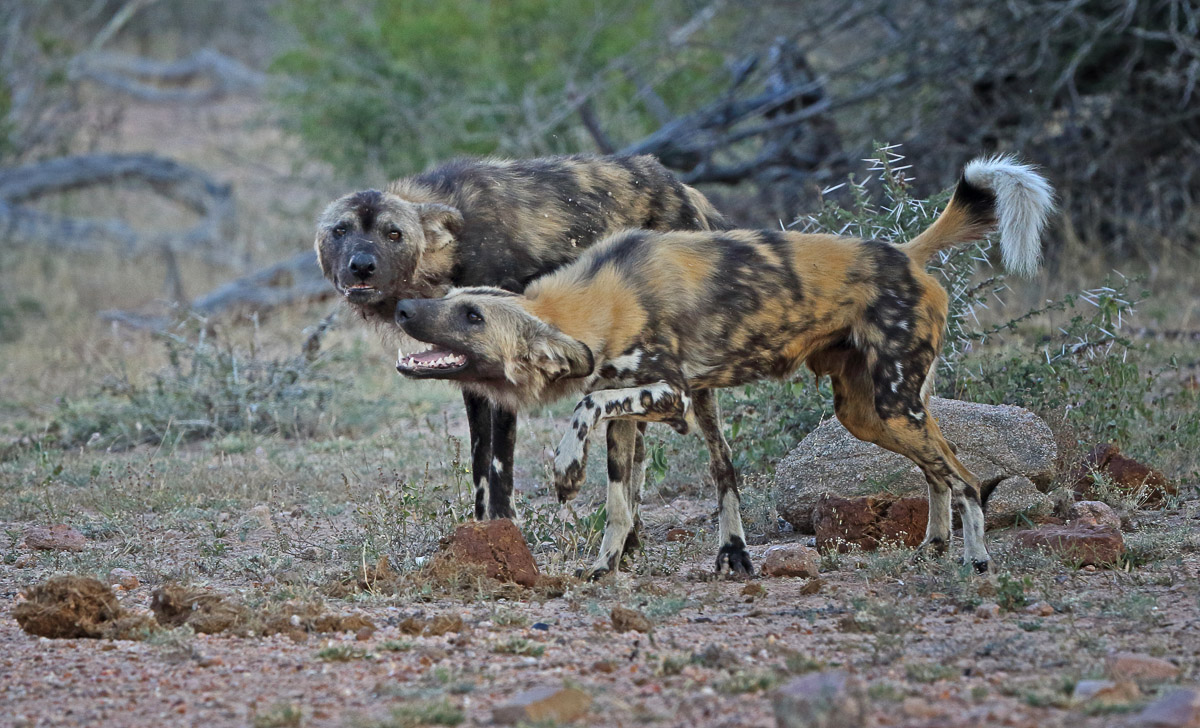 how many wild dogs are left in kruger park