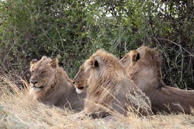 pride lion take over nomads