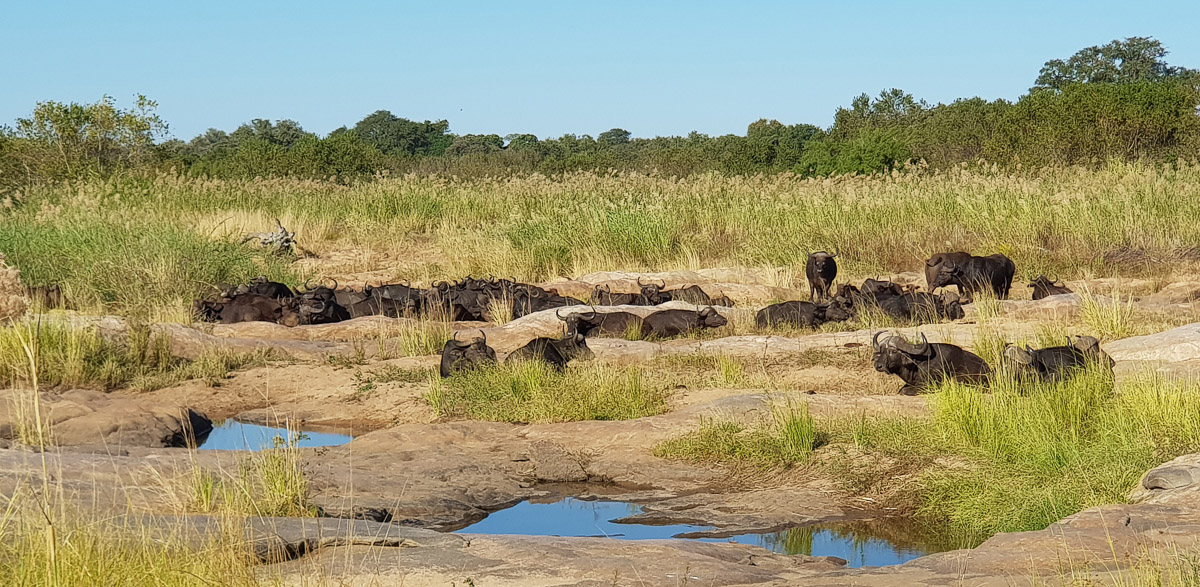 Manyeleti Trip Report - Lions, Leopards, Cheetahs And Wild Dogs!