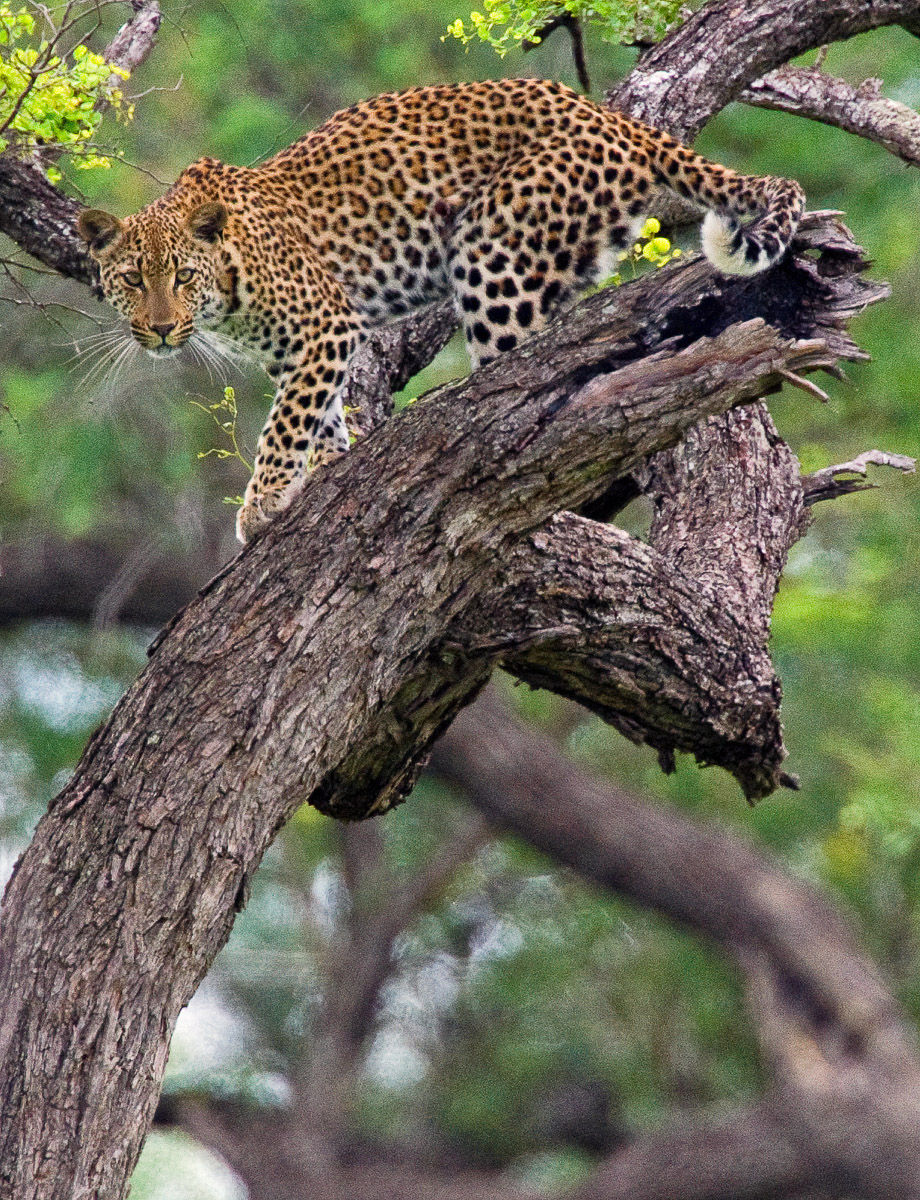 Leopards of the Kruger National Park, the most elusive of the big-five