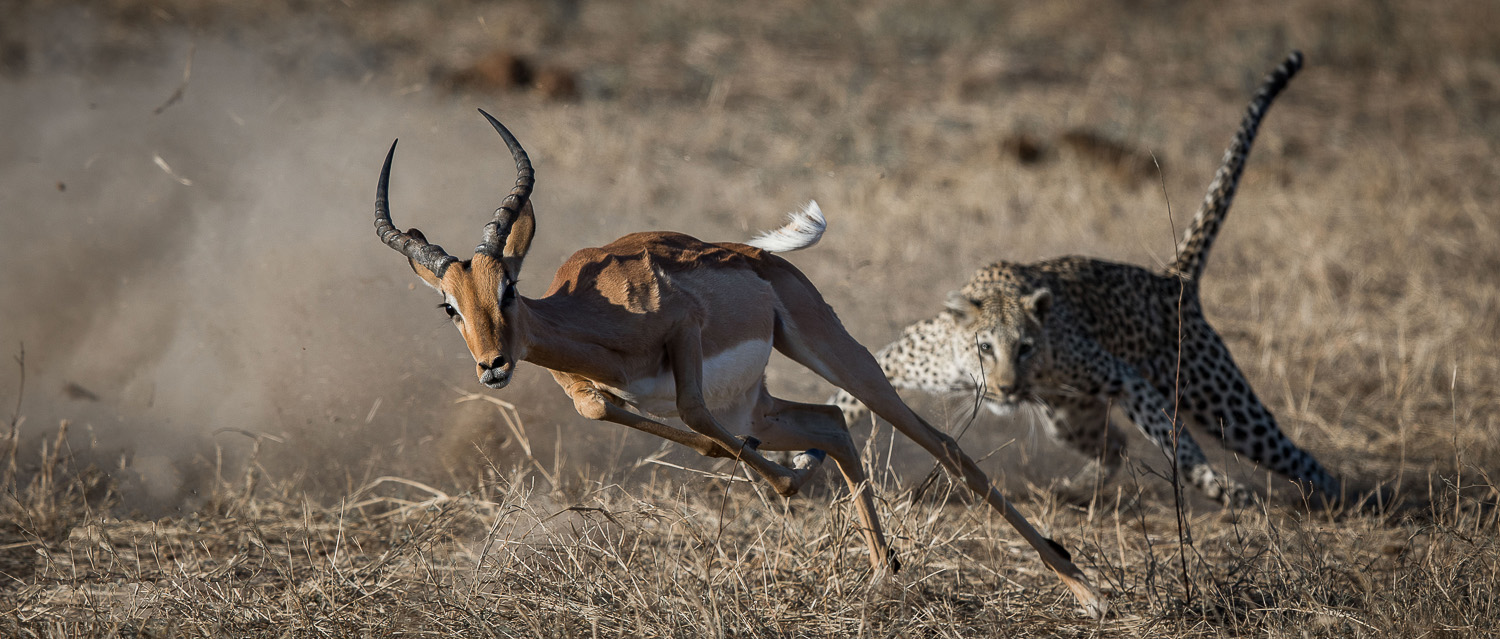 Leopard Chase