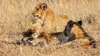 Kruger Cubs