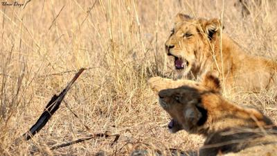 Kruger Cubs