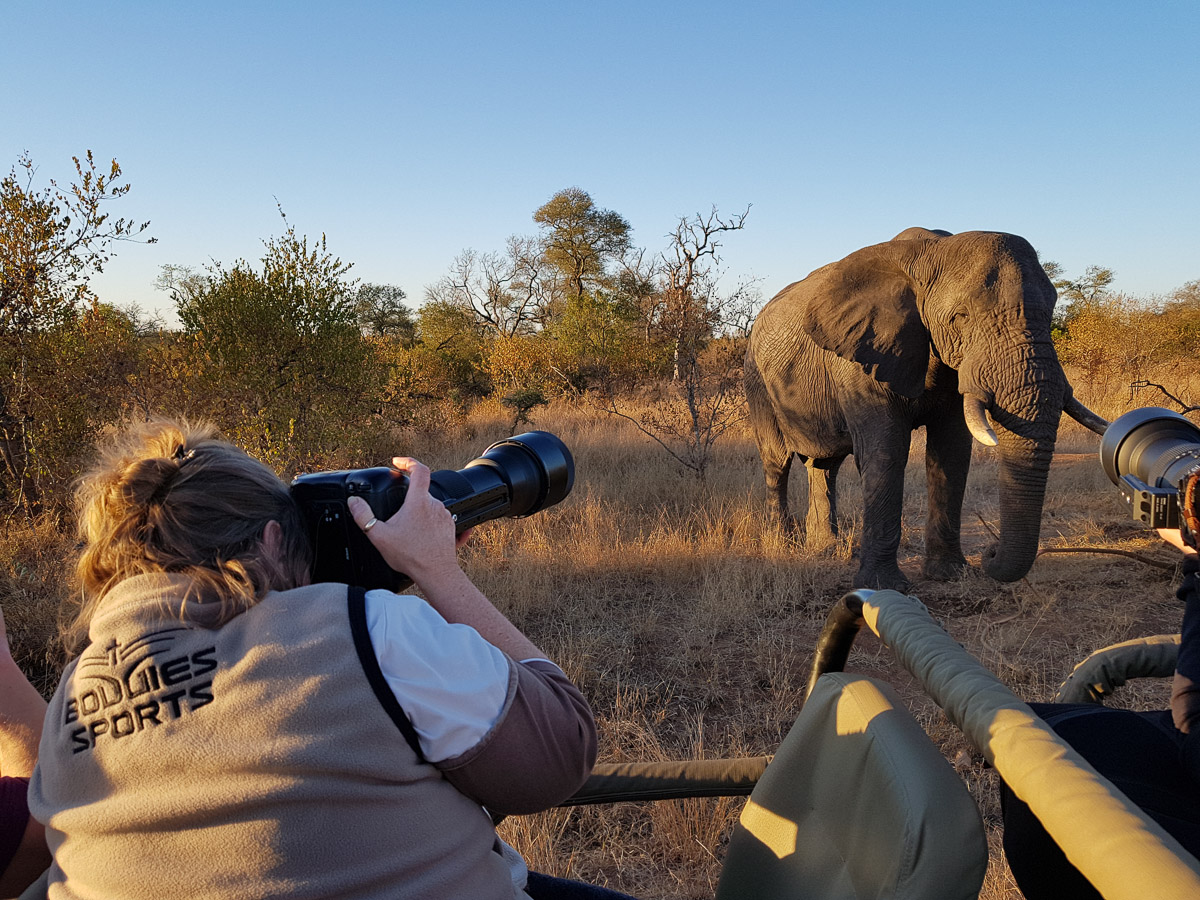 Manyeleti trip report - lions, leopards, cheetahs and wild dogs!