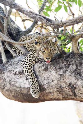 Leopard near Tshokwane