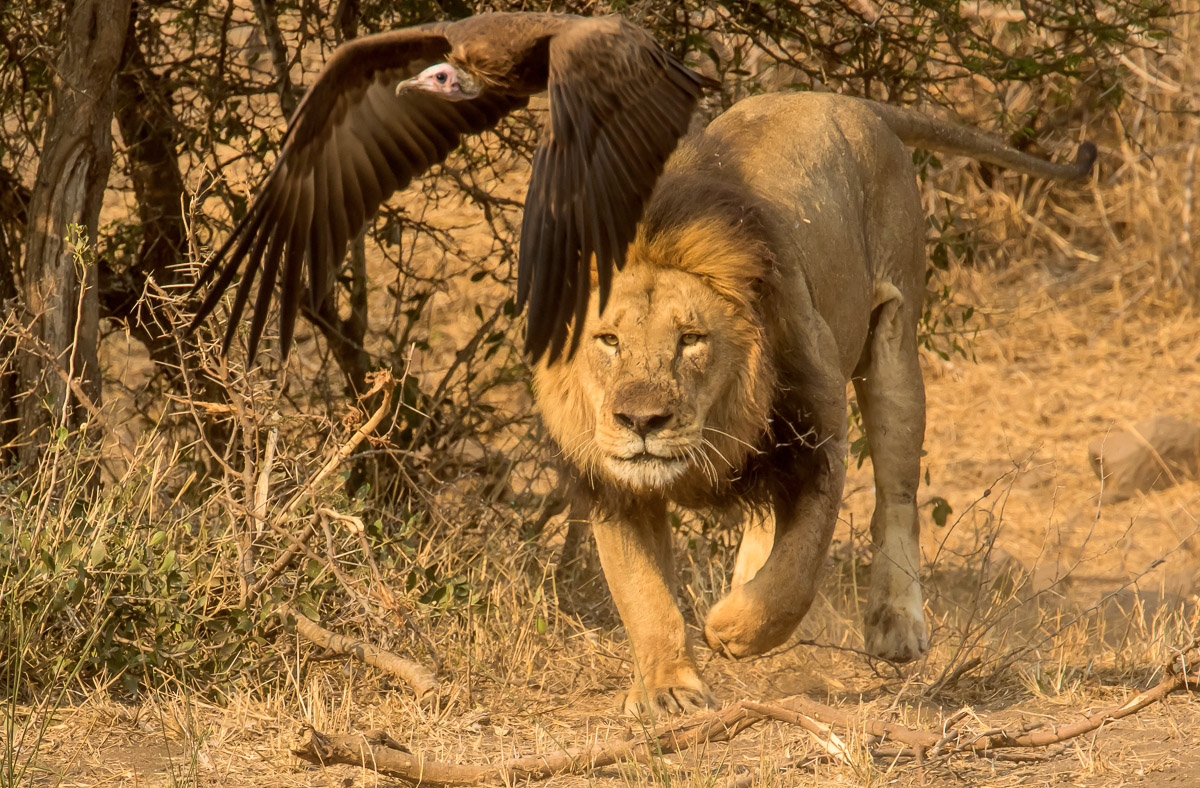 Capturing Animal Interactions on Safari make for impressive photos