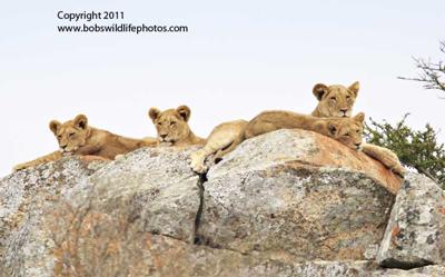 Lions on a rock