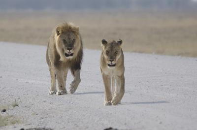 male and female lion pictures