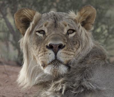 lion male cape town