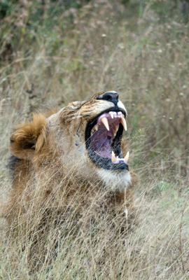 lion male teeth yawning those check florida