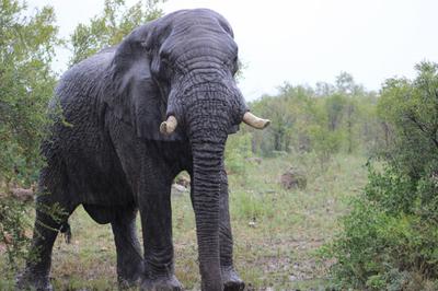 Rain in the kruger.