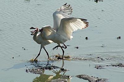 Spoonbills Fighting