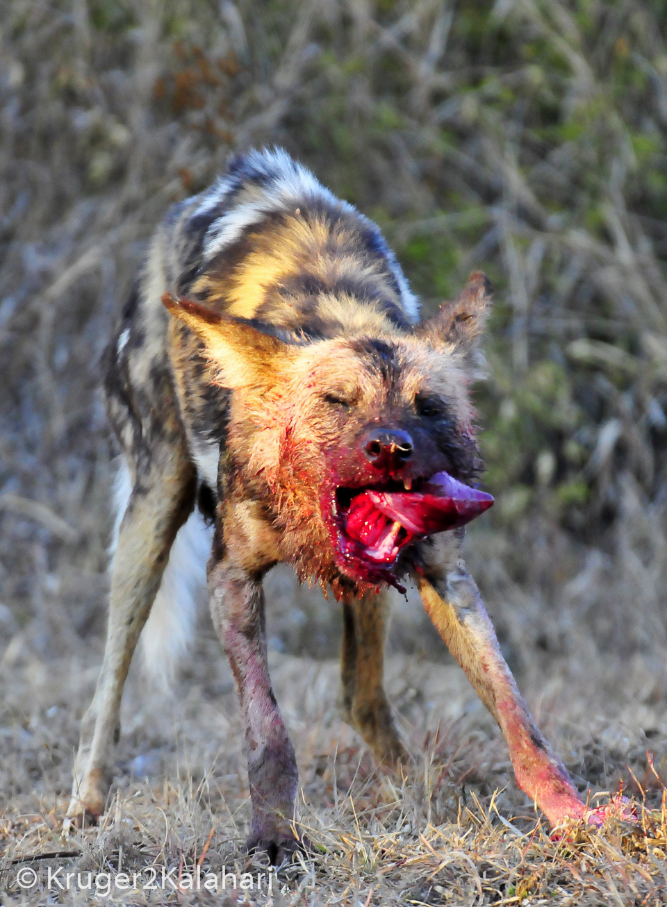 pictures of wild dogs