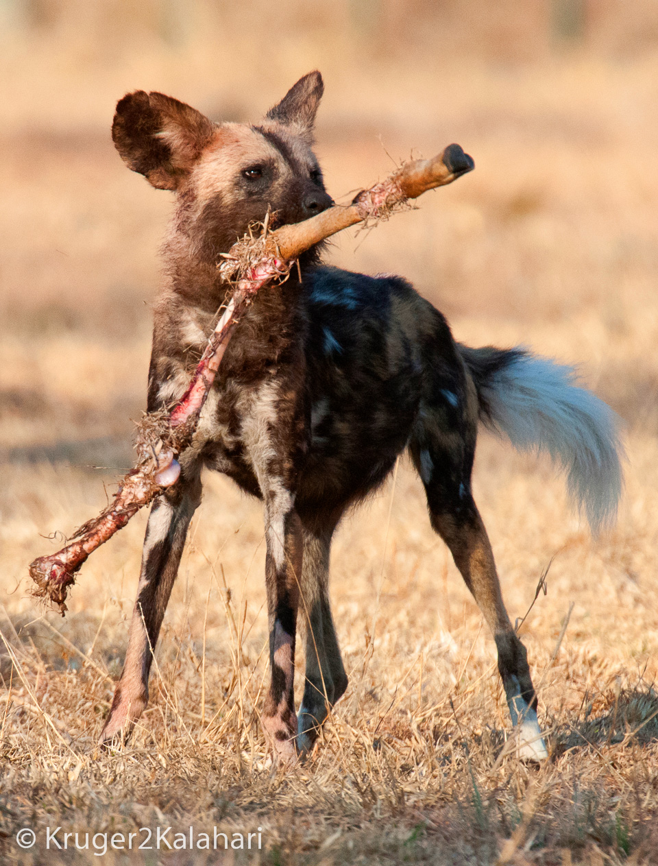 Photographing African Wild Dogs in National Parks & Game Reserves